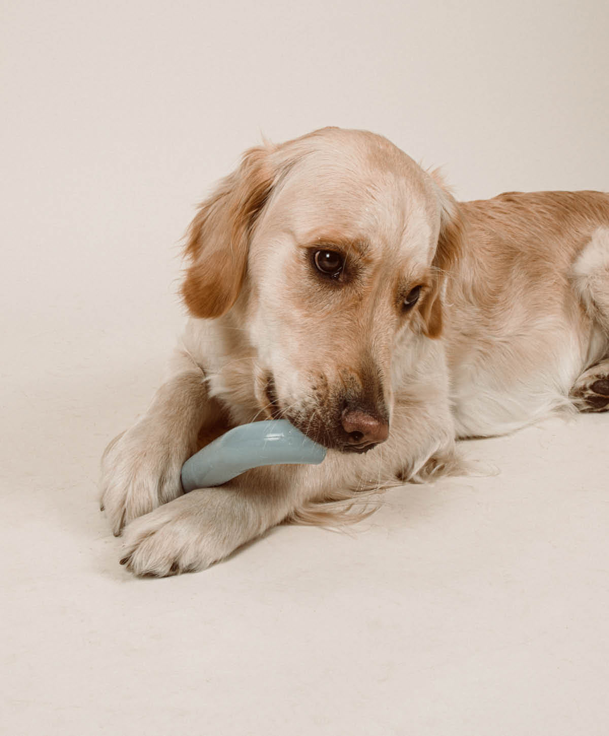Hundespielzeug - Set