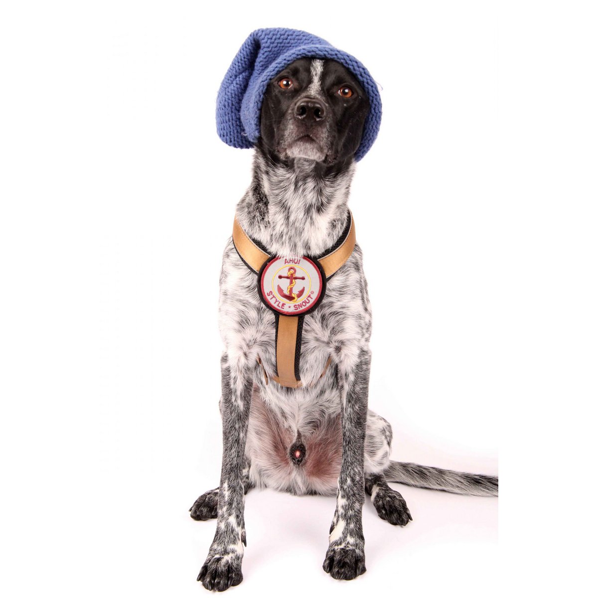 Brustgeschirr – Patch&Style – Gold