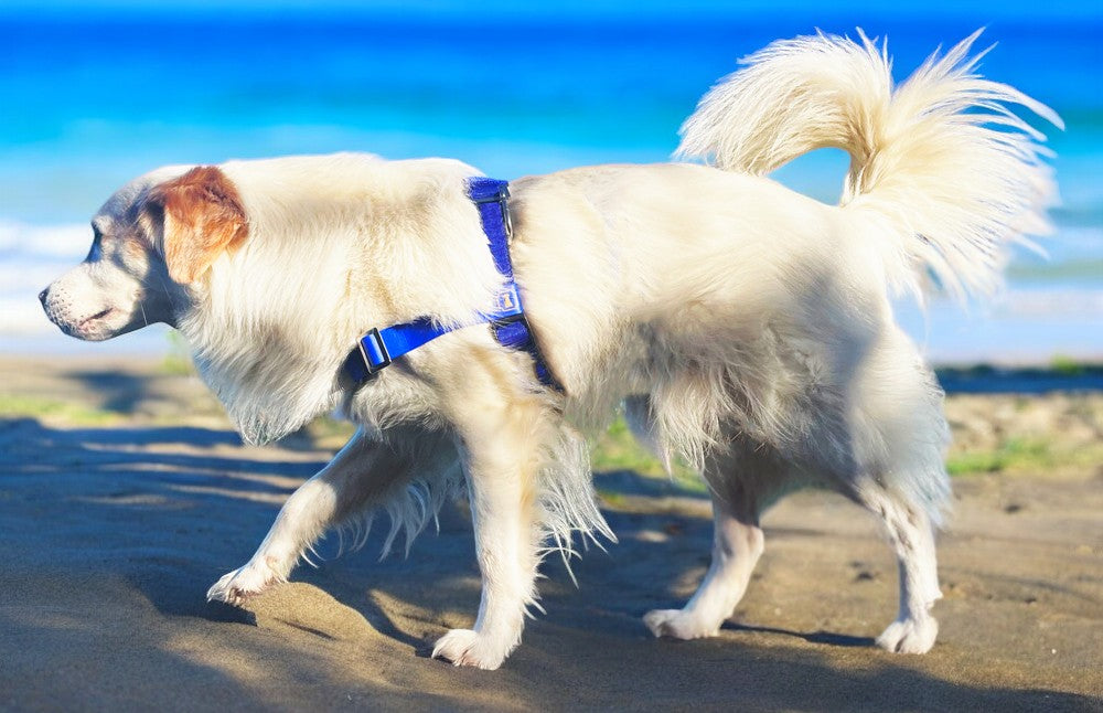 Anti-Stress-Geschirr STURMFREI®, Größe S