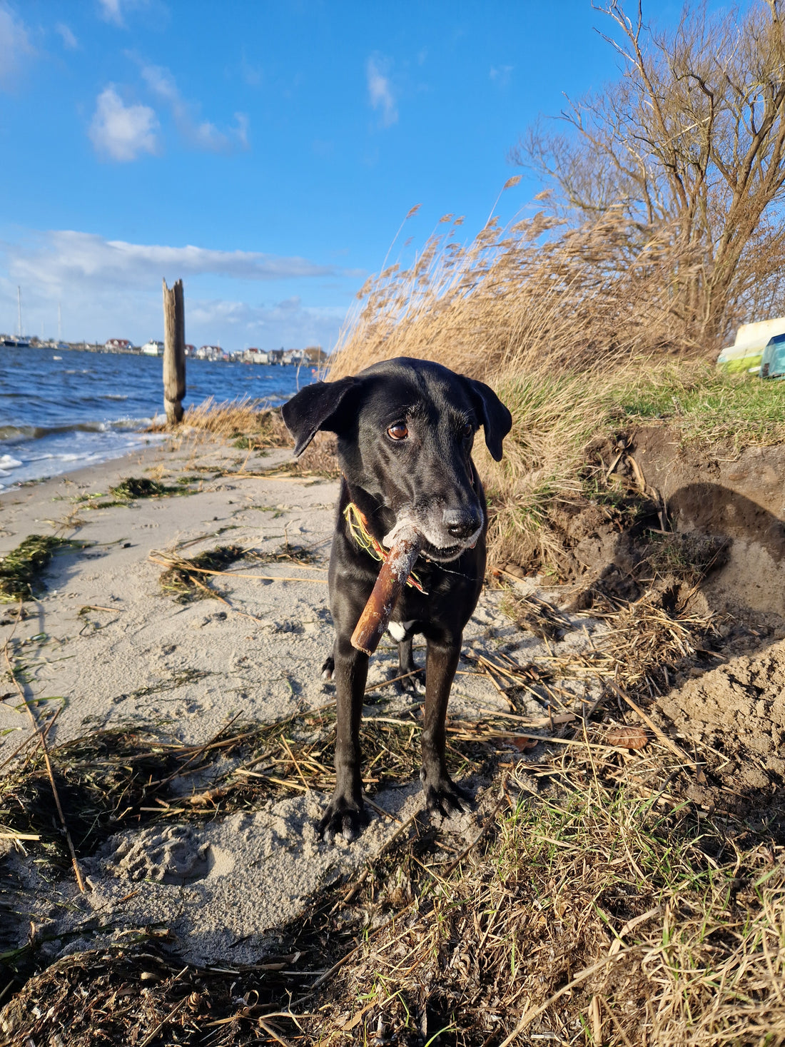 Lilly hat heute das Spielzeug "der Stock" getestet
