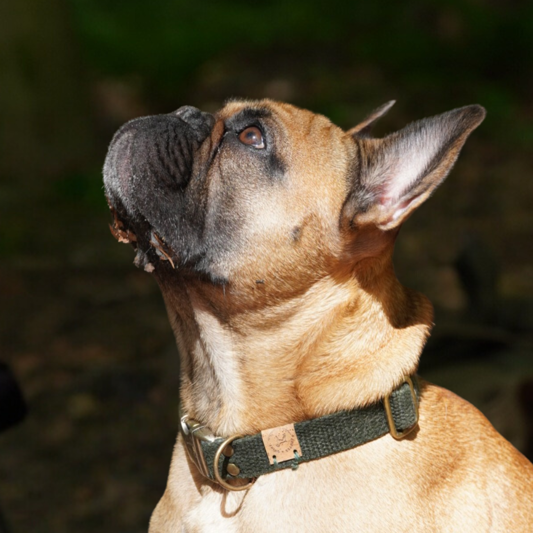 Hanfhalsband, Hundehalsband | Waldgrün