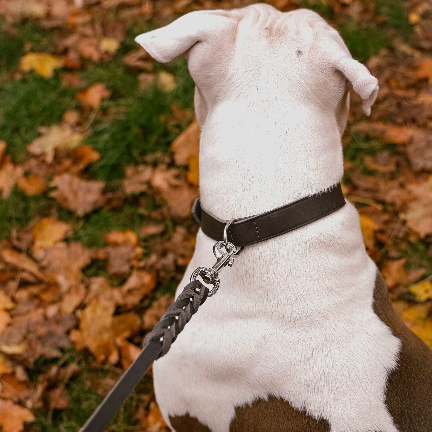 Hundeleine Soft Leder mit Handschlaufe und geflochtenen Element