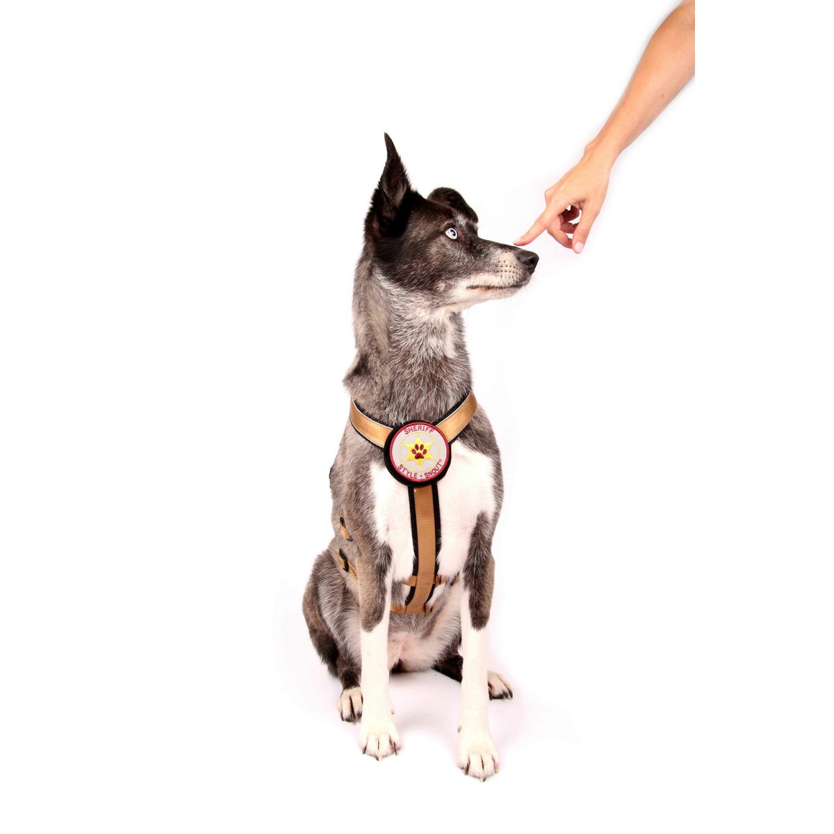 Sicherheitsgeschirr – Patch&Safe – Gold