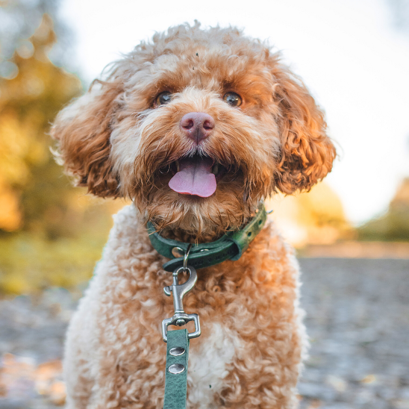 Hundeleine für kleine Hunde | Grün