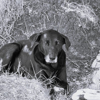 Stress und Ängste bei Haustieren - Was können Sie tun?