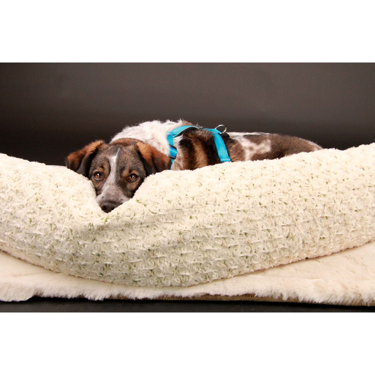 Brustgeschirr – Patch&Style – Blau