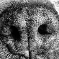 Haut und Hund