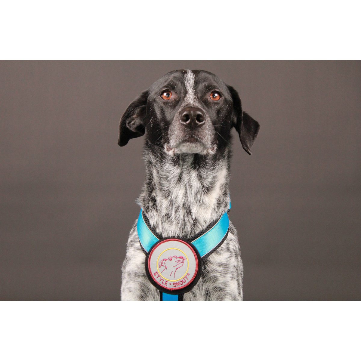 Brustgeschirr – Patch&Style – Blau