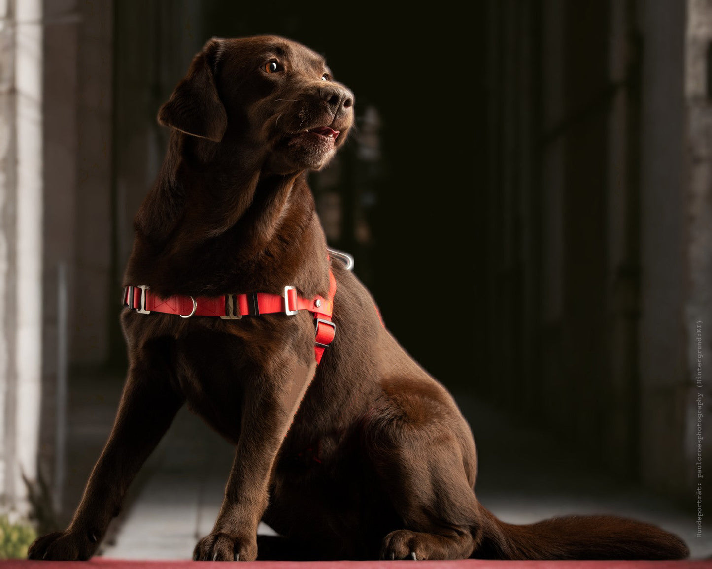 Anti-Stress-Geschirr STURMFREI®, Größe L