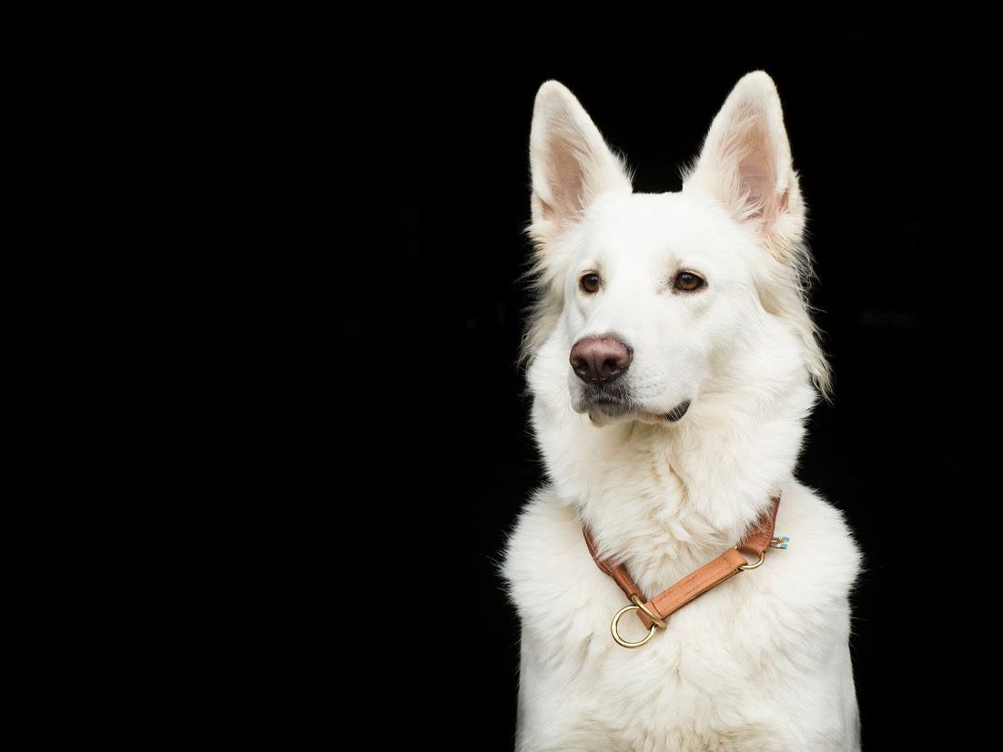 Hundehalsband CLASSIC Rundzug - versch. Farben