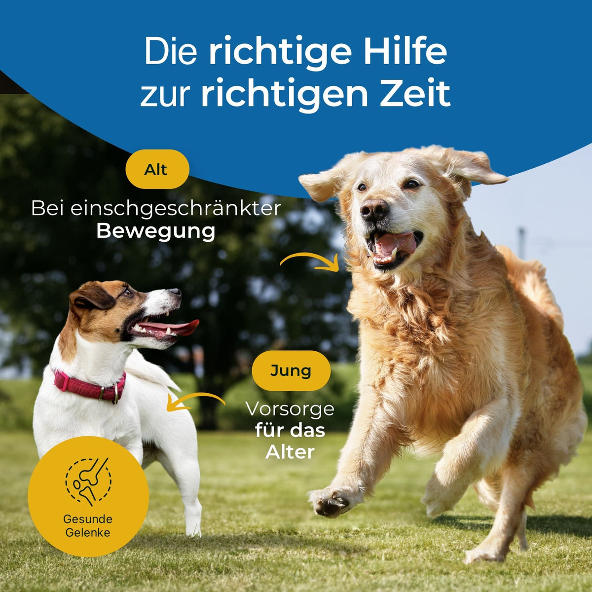 Hundpur® Gelenke mit Grünlippmuschel - Nahrungsergänzung