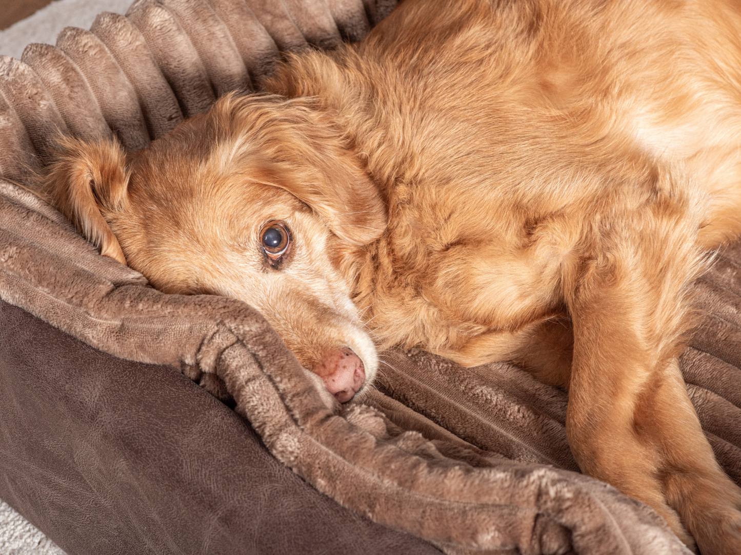 Hundebett KUDDE veganes Wildleder