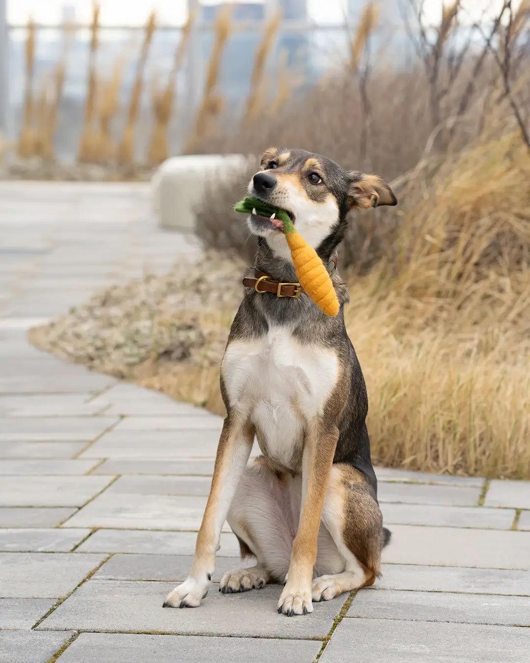 Hundespielzeug aus Wollfilz "Karotte"