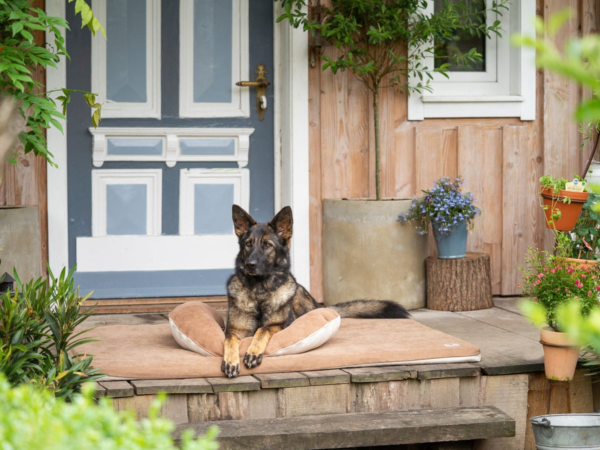 SCHMUSEHÖRNCHEN, Kissen für Deinen Hund - Alltid