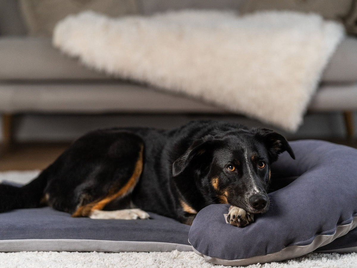 SCHMUSEHÖRNCHEN, Kissen für Deinen Hund - Alltid