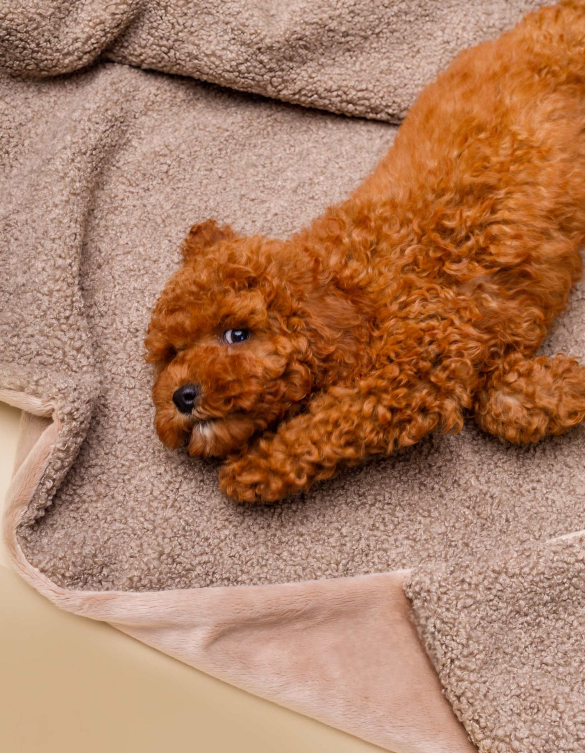 Kuscheldecke | Hundedecke MINKY gemütlich und umweltfreundlich aus recycelten PET