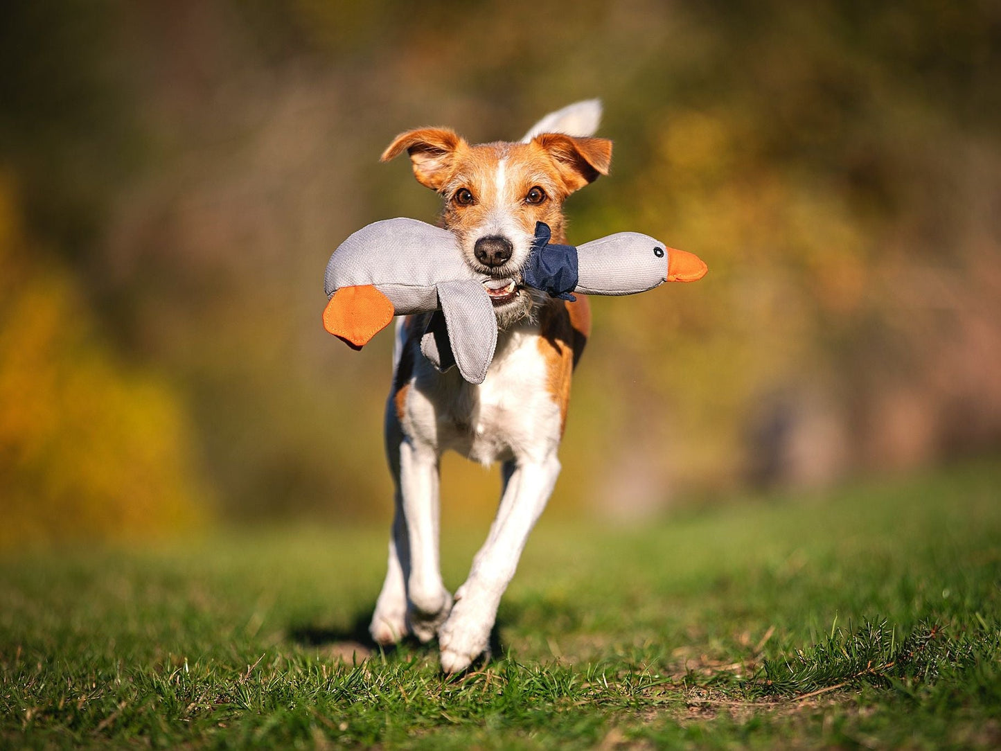 Hundespielzeug - Gans ÖNNE