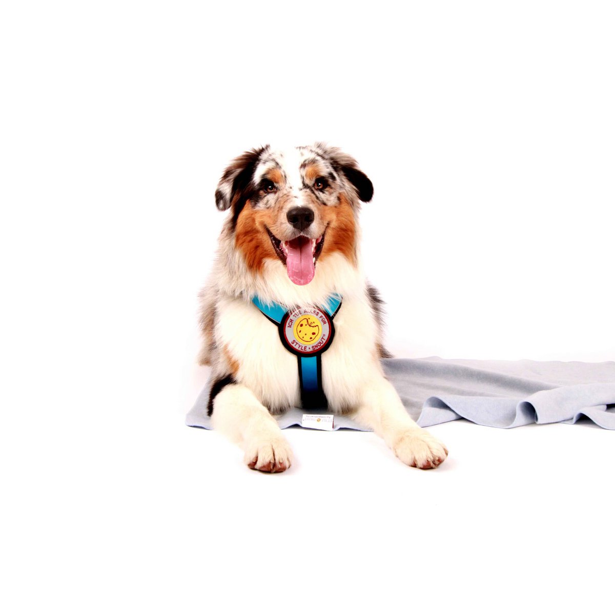 Brustgeschirr – Patch&Style – Blau