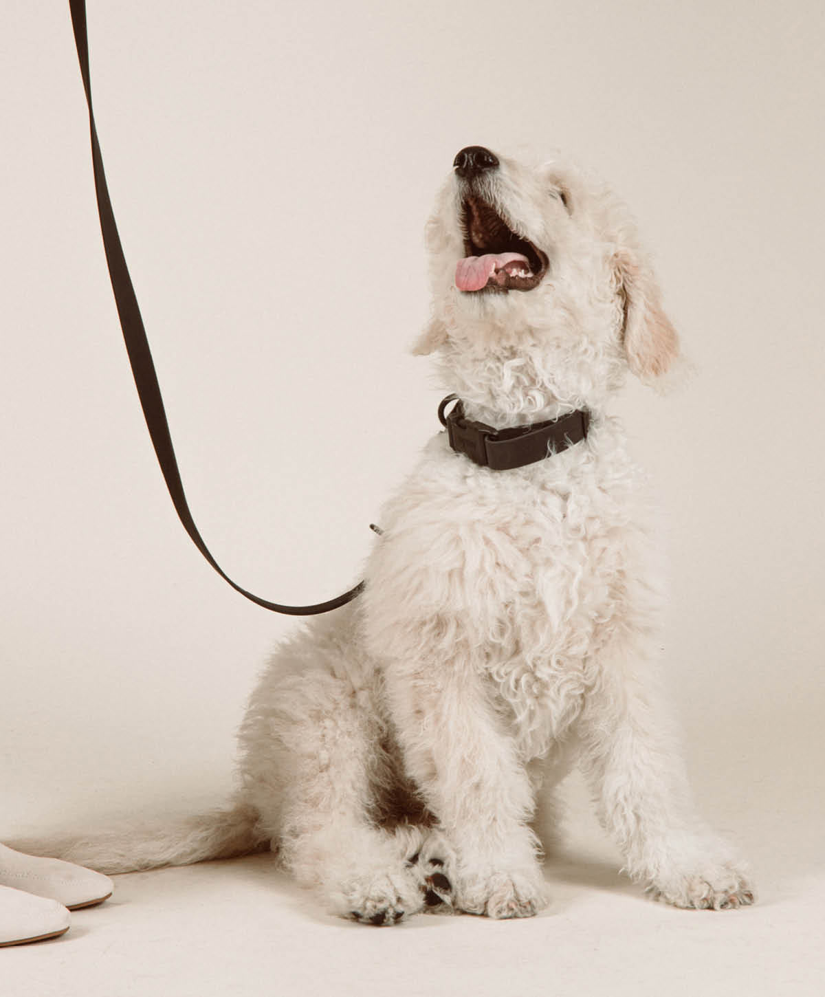 Bundle - Halsband | Hundeleine - Collar Set