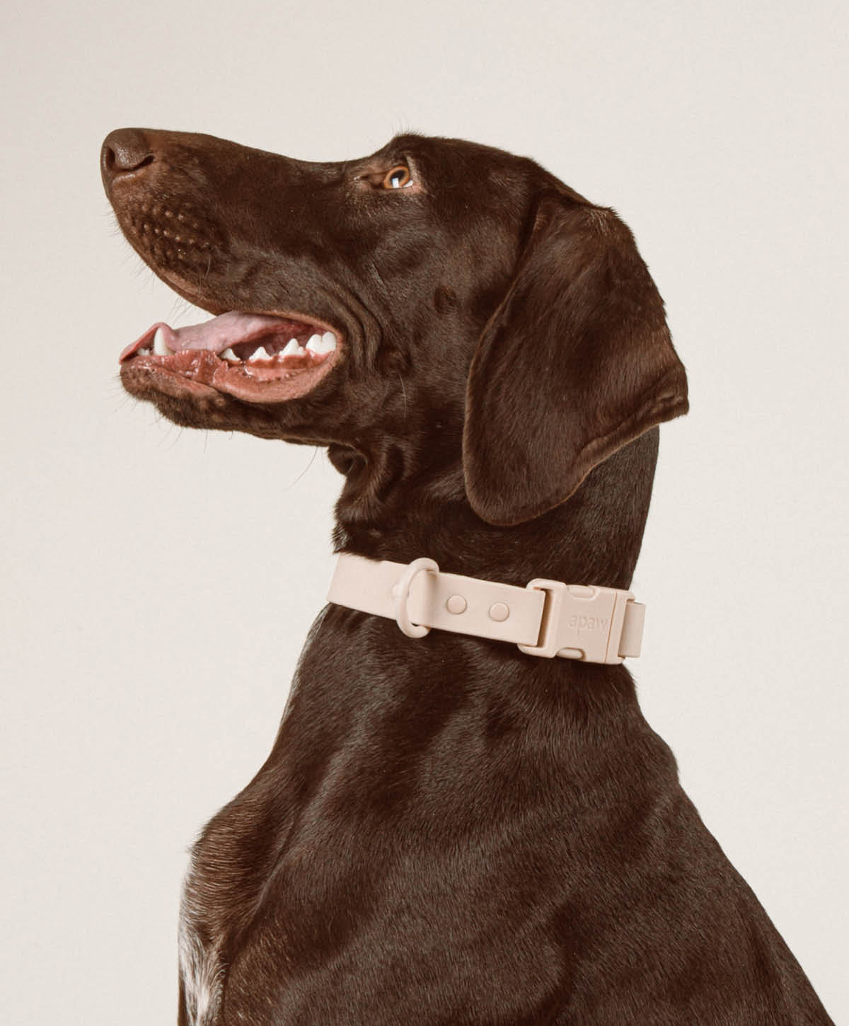 Bundle - Halsband | Hundeleine - Collar Set