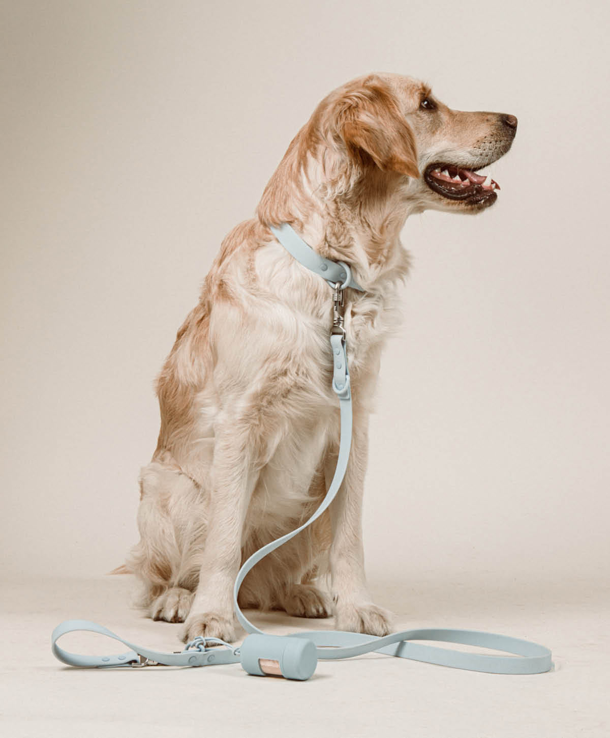 Bundle - Halsband | Hundeleine - Collar Set