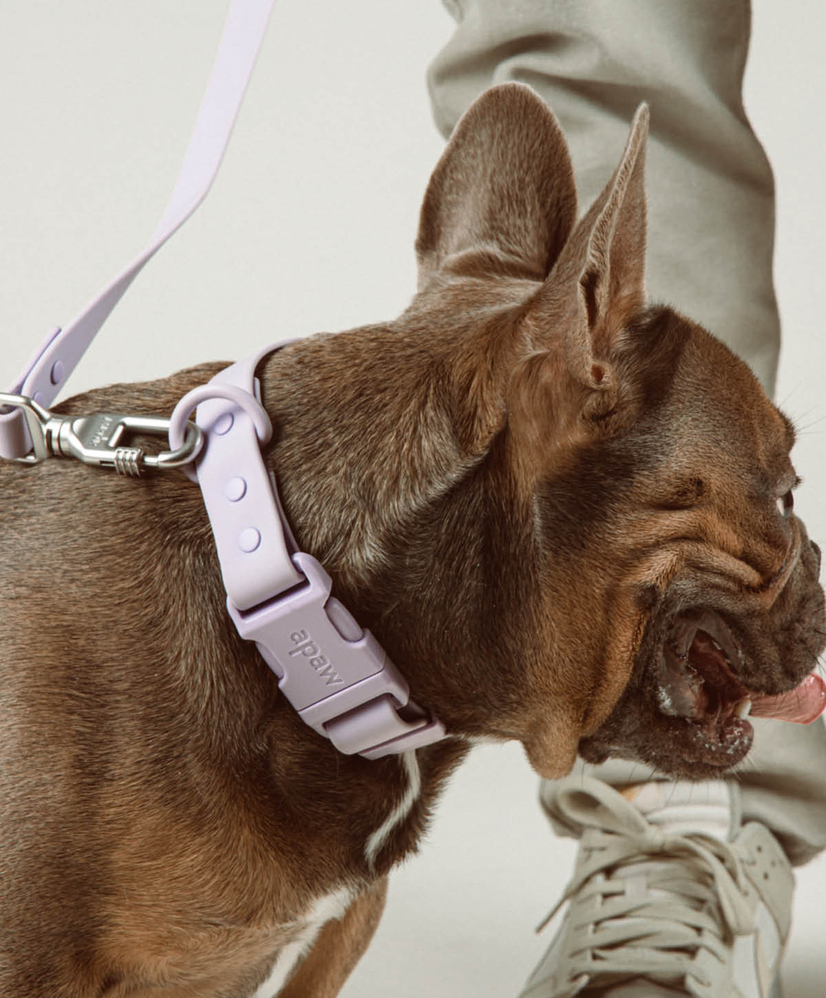 Bundle - Halsband | Hundeleine - Collar Set