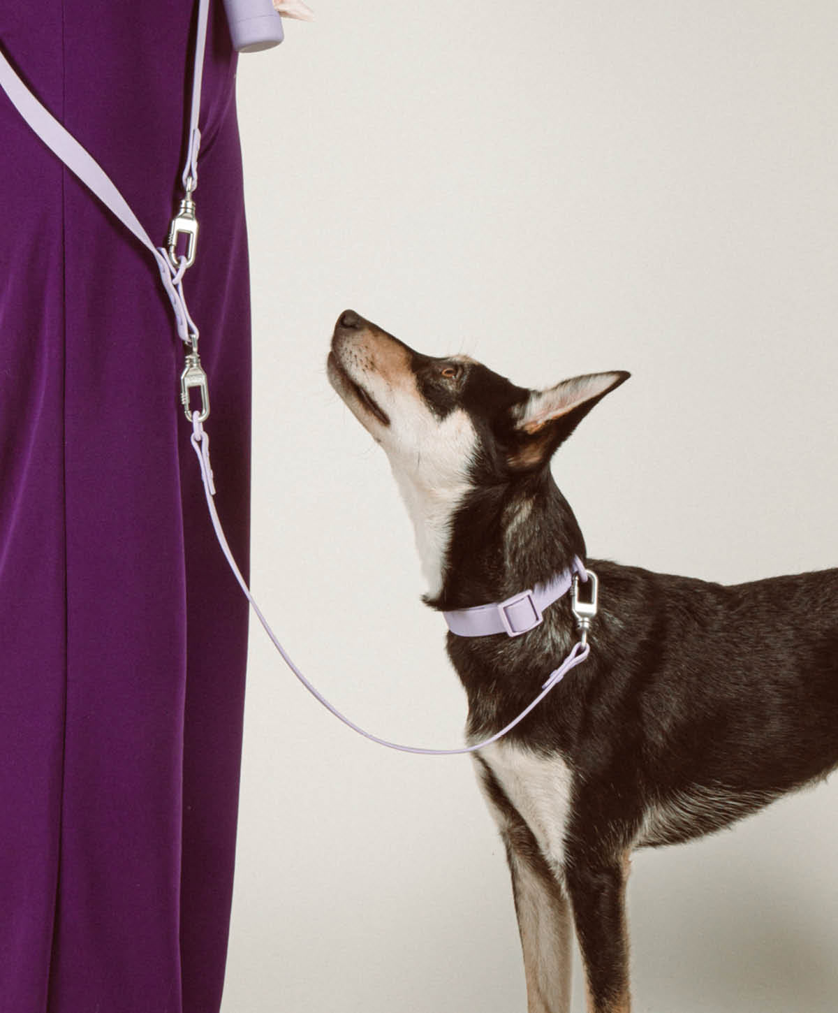 Bundle - Halsband | Hundeleine - Extension Set