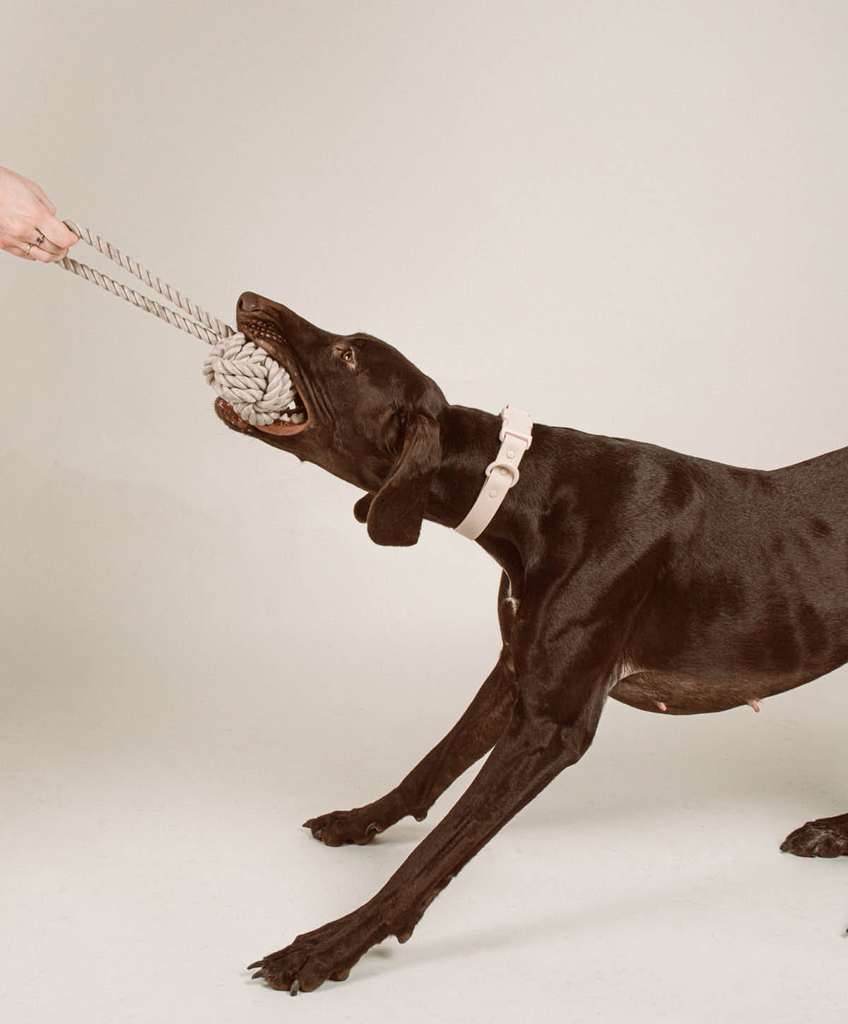Hundespielzeug - Twisted Rope Toy