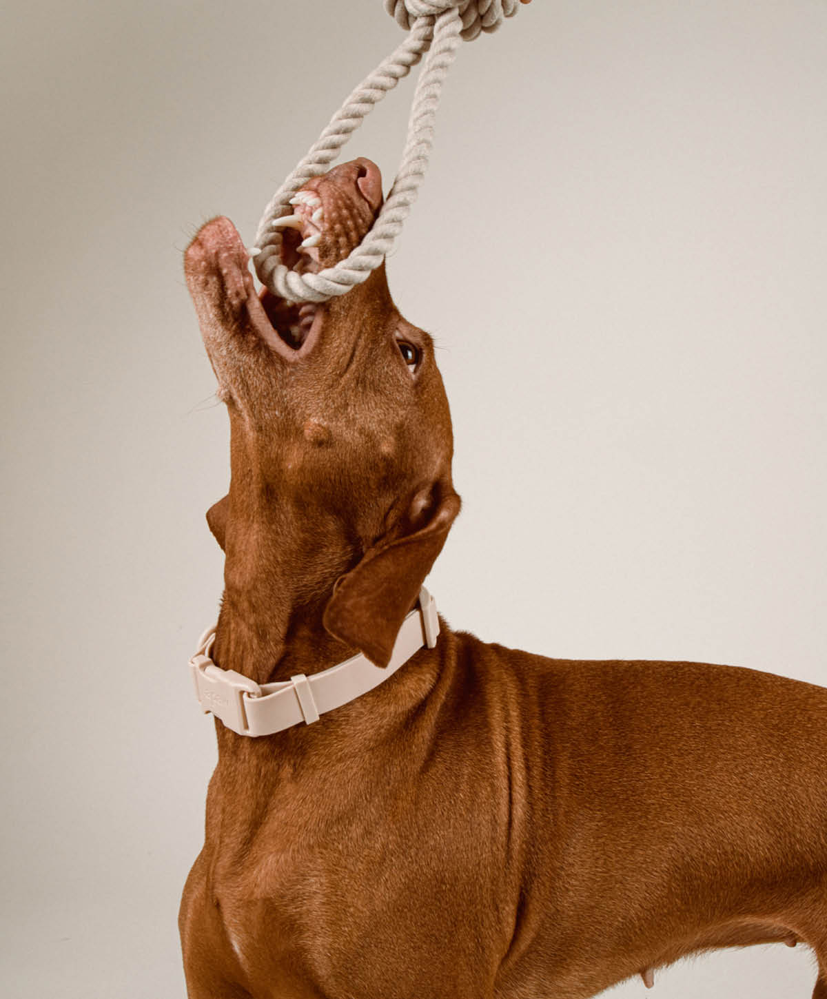 Hundespielzeug - Twisted Rope Toy