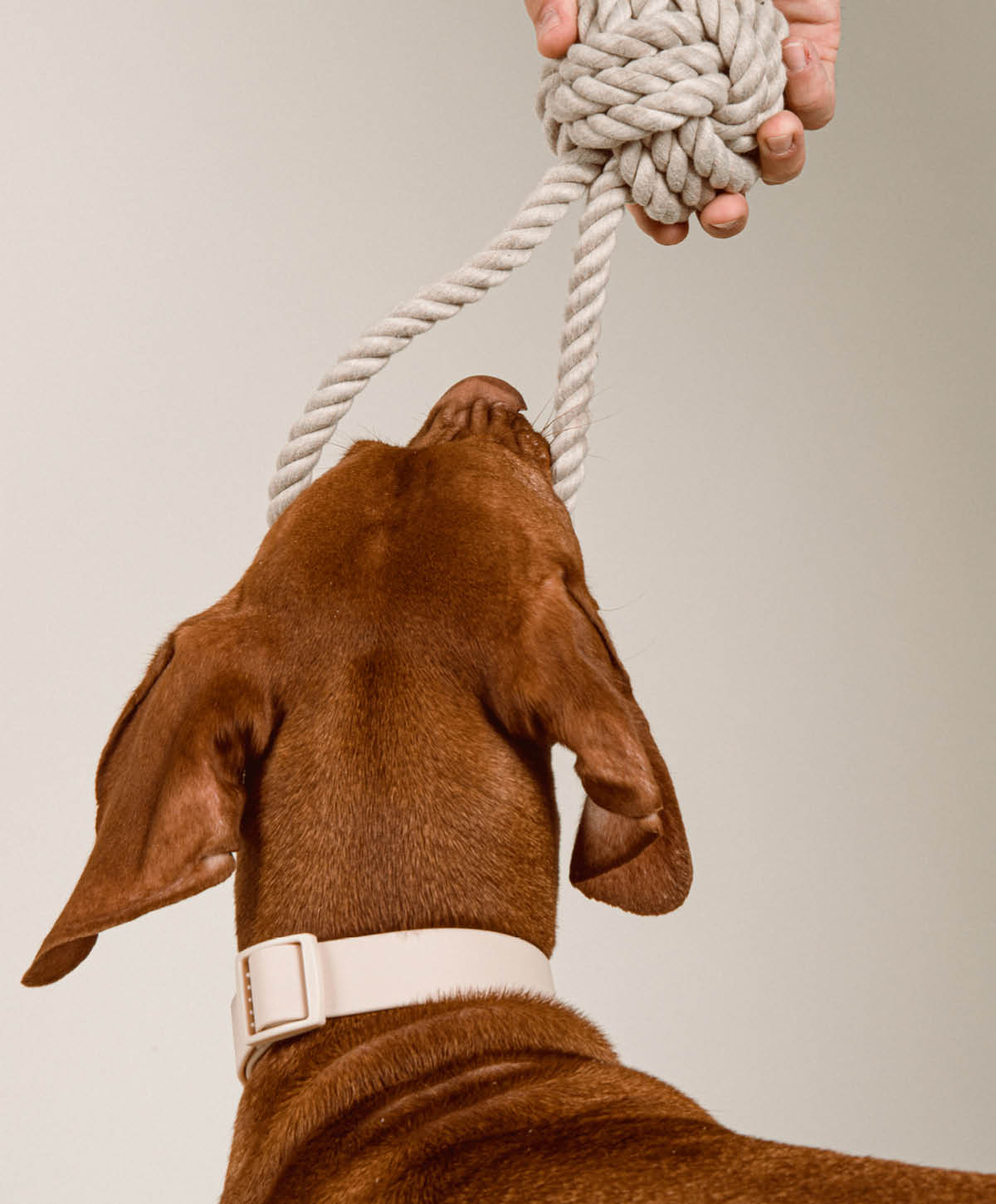 Hundespielzeug - Twisted Rope Toy