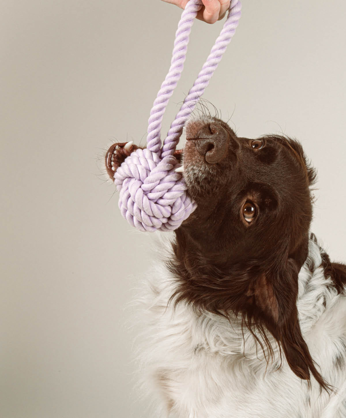 Hundespielzeug - Twisted Rope Toy