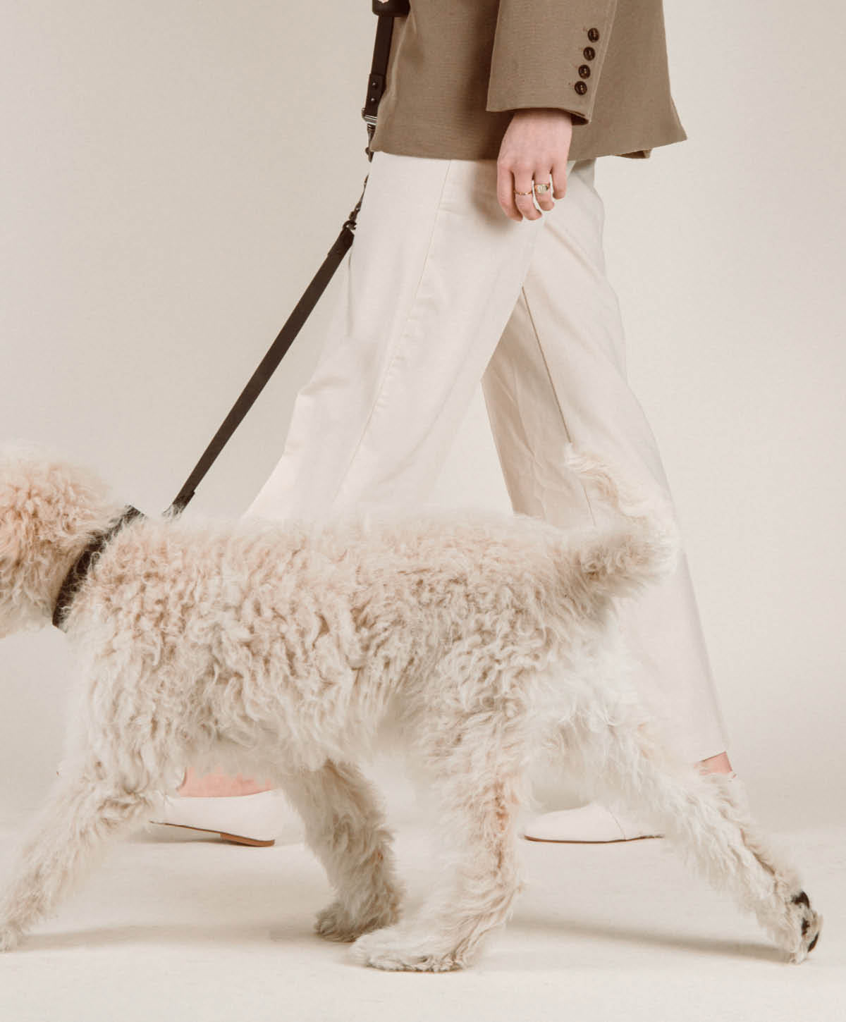 Halsband, Hundeleine - Walk Set