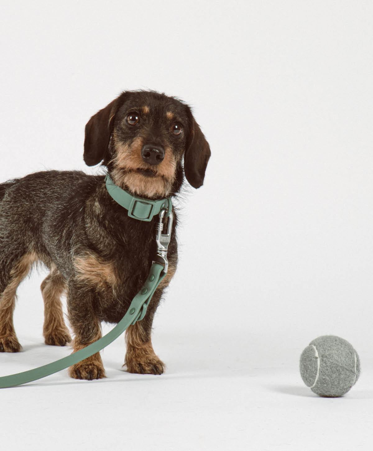 Bundle - Halsband | Hundeleine - Collar Set