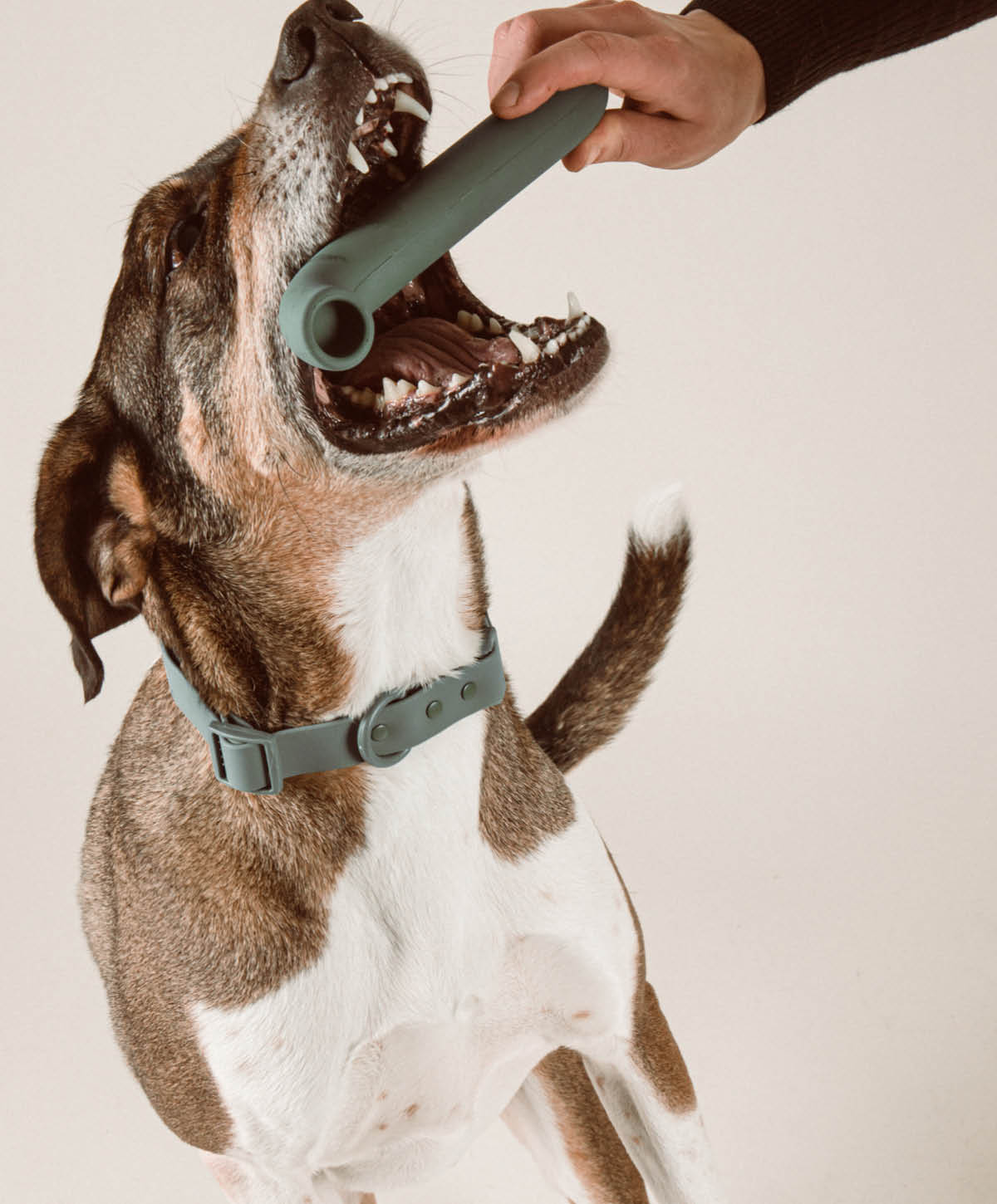 Hundespielzeug - Set