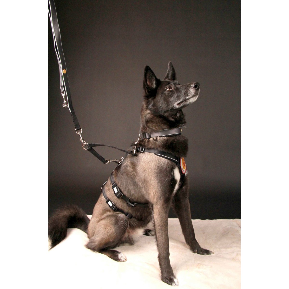 Sicherheitsgeschirr – Patch&Safe – Schwarz