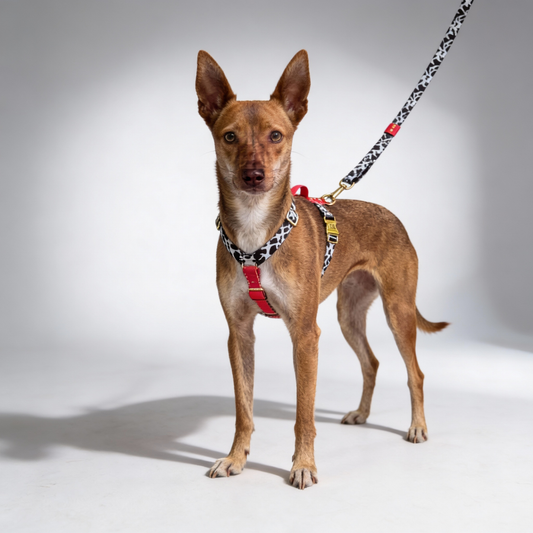 Hundegeschirr Rouge| Brustgescirr