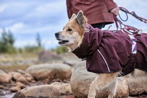 Hurtta Regenmantel Mudventure Coat in eggplant | blackberry | cinnamon | forest