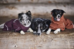 Hurtta Regenmantel Mudventure Coat in eggplant | blackberry | cinnamon | forest