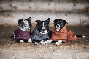 Hurtta Regenmantel Mudventure Coat in eggplant | blackberry | cinnamon | forest