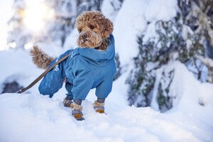 Hurtta Hunde-Overall Extreme Overall II in arctic sea | forest | desert