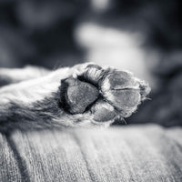 Warum lecken Hunde ihre Pfoten?