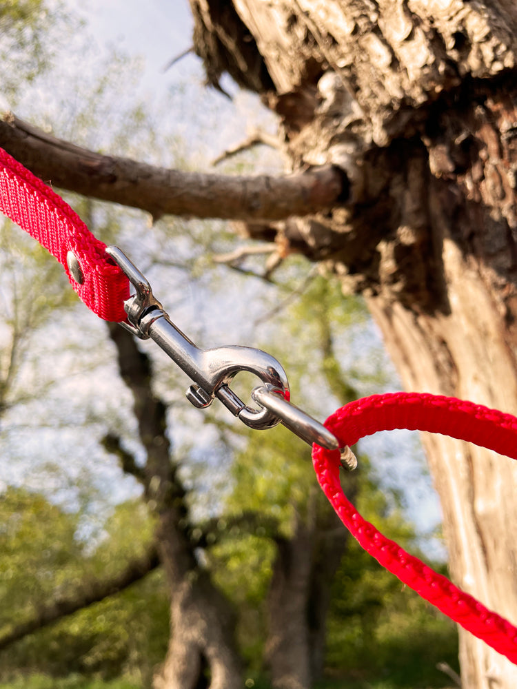 Doppelleine TECHTELMECHTEL aus BioThane®/Pop - Band