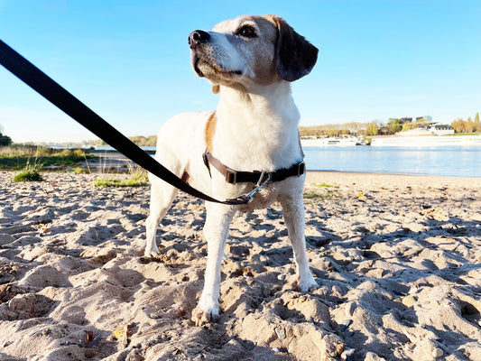 Anti-Stress-Geschirr STURMFREI®, Größe S