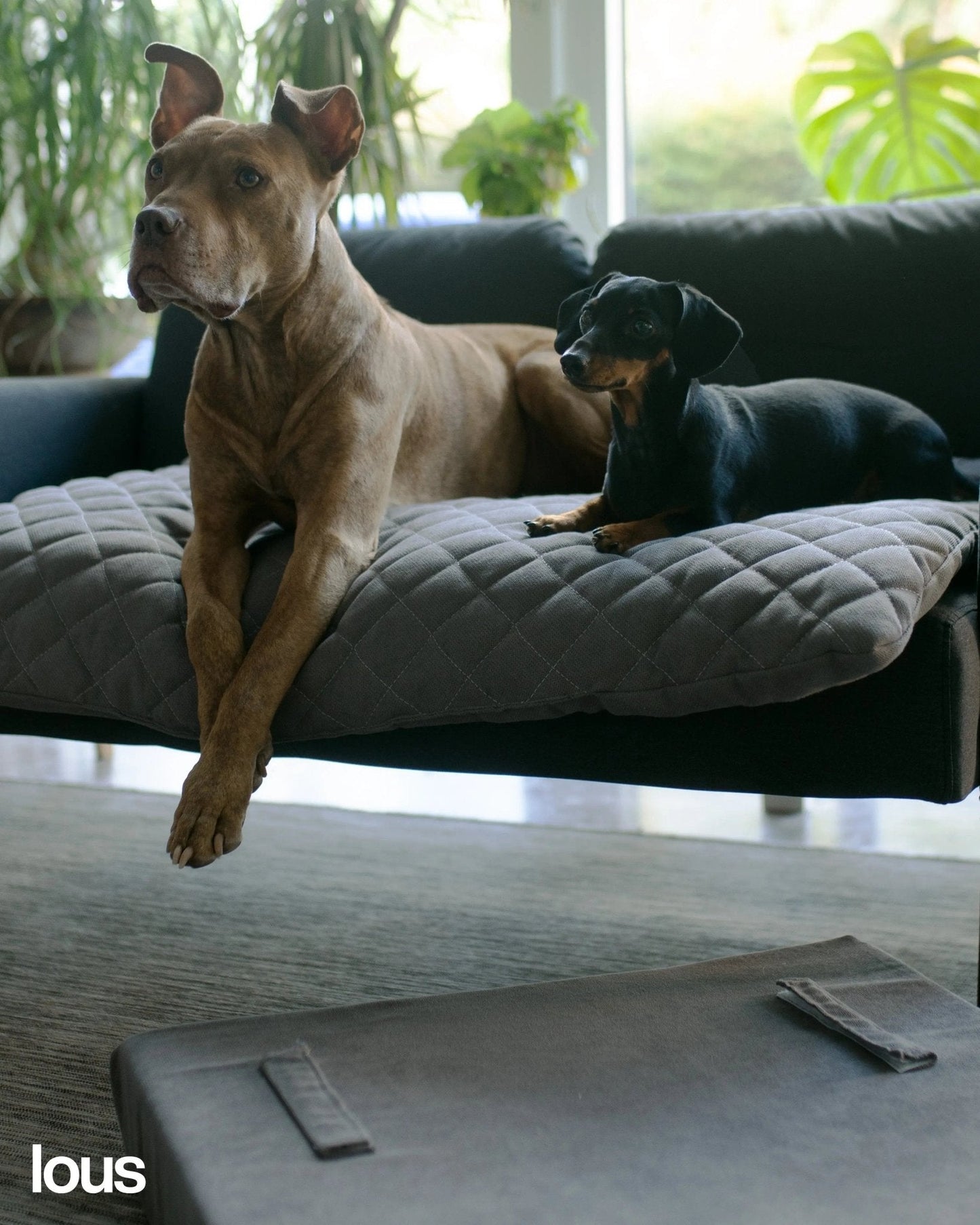 Lous 2 in 1 Hundebett mit abnehmbarem Topper für zu Hause und unterwegs.