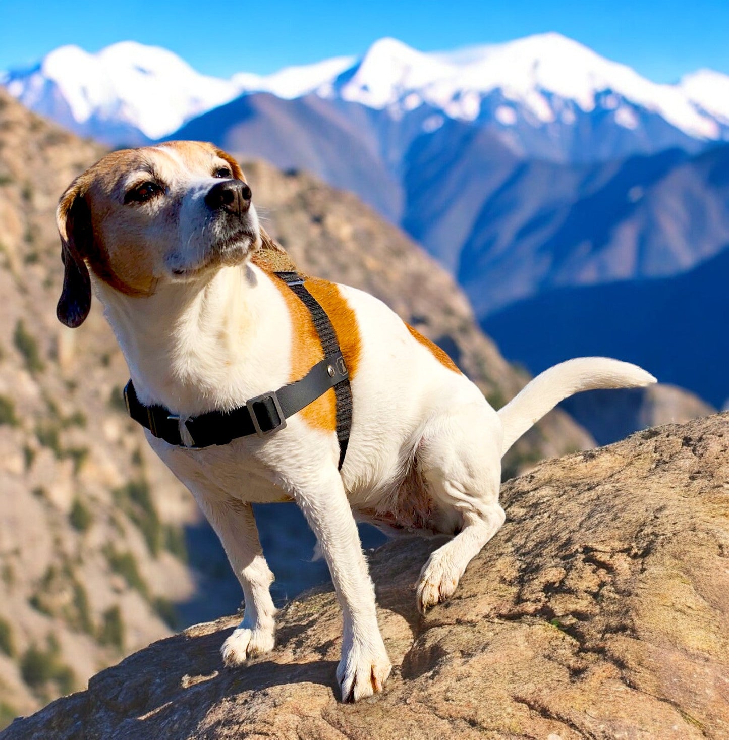 Anti-Stress-Geschirr STURMFREI®, Größe S für Kraftprotze