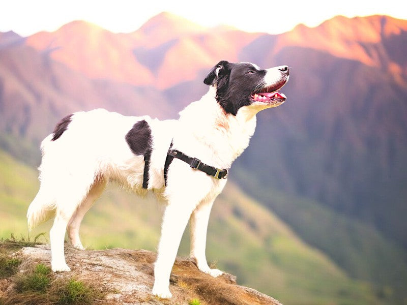 Anti-Stress-Geschirr STURMFREI® Saver für kleine bis mittlere Hunde