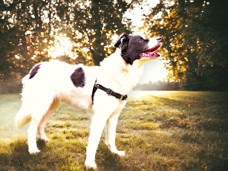 Anti-Stress-Geschirr STURMFREI®, Größe M