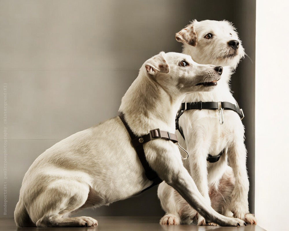 Anti-Stress-Geschirr STURMFREI®, Größe XS