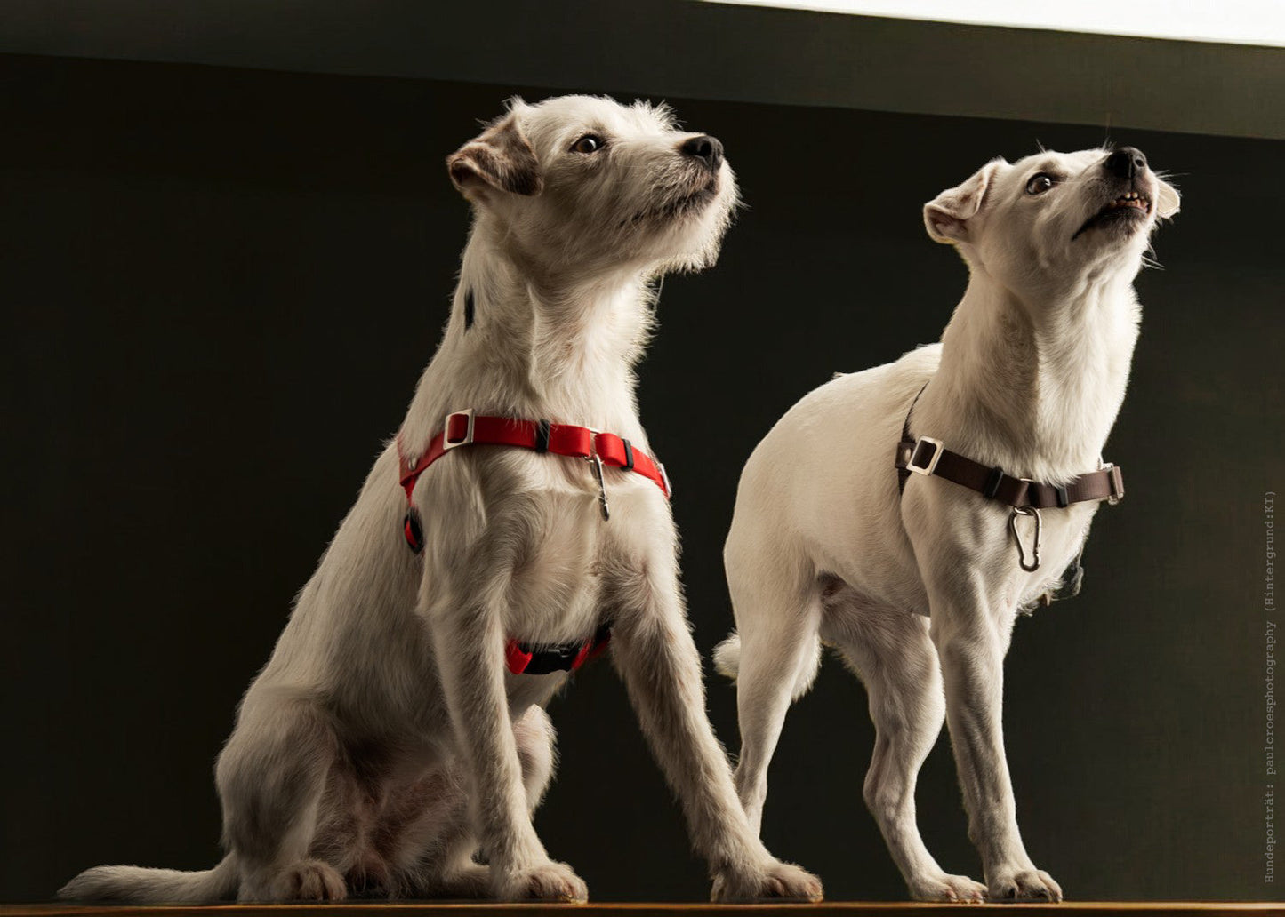 Anti-Stress-Geschirr STURMFREI®, Größe XS